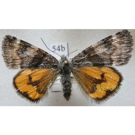 Boudinotiana notha (Hübner, 1803) Czech54b